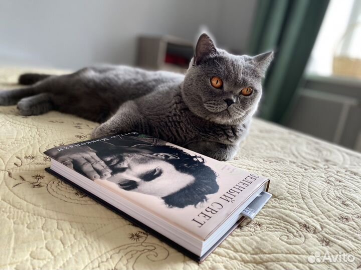Кошка британка