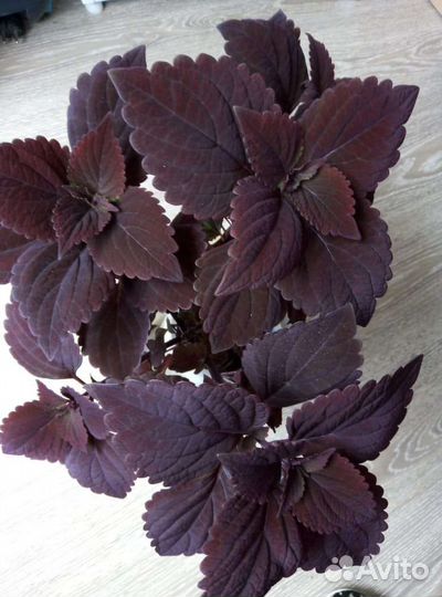 Растение koleos Колеос