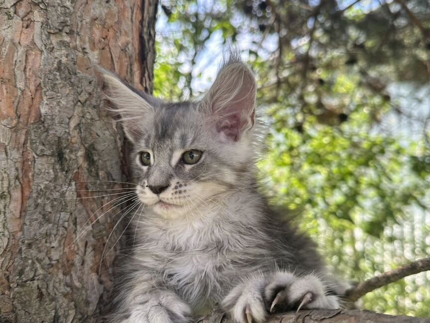 Котенок девочка мейн кун полидакт 6666