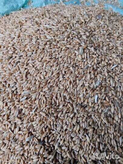 Дроблёнка, зерно ячмень пшеница комбикорм доставка