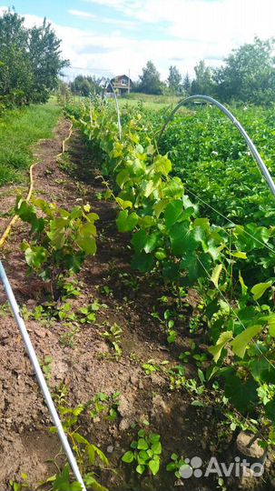 Саженцы винограда Юпитер, Аркадия, Нельсон