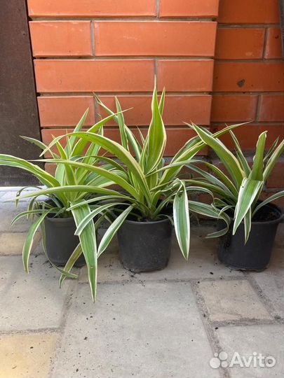 Хлорофитум