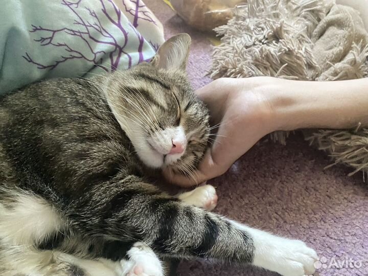 Кот в добрые руки