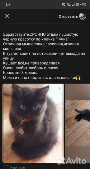 Отдам котенка в добрые руки