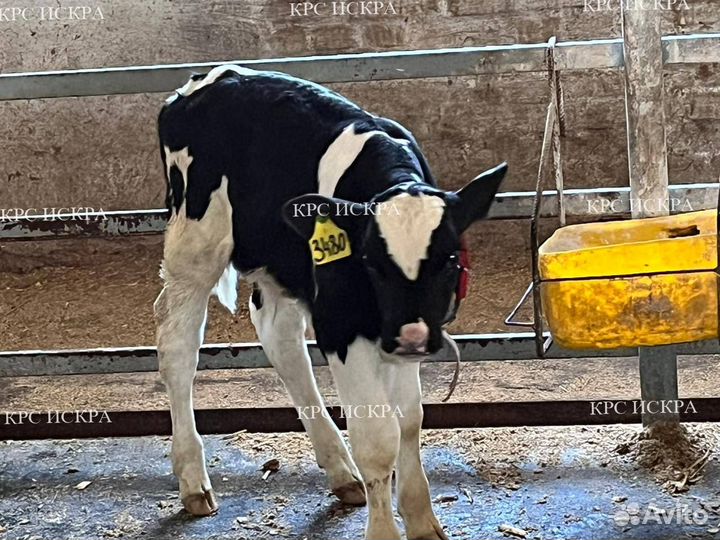 Крс бычки телки