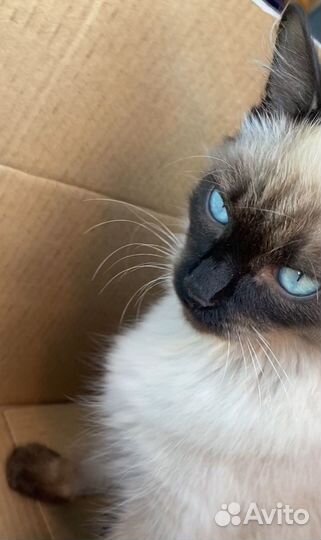 Кот в добрые руки