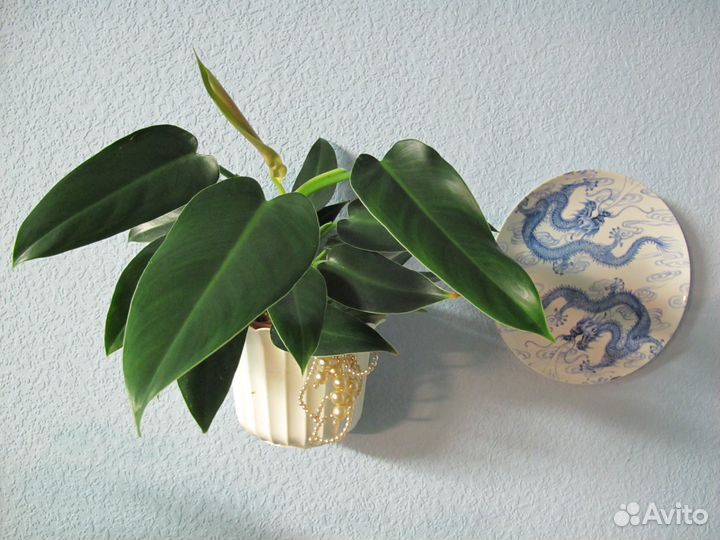 Филодендрон 'Tuxla'