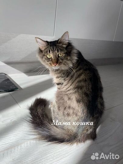 Отдам котенка