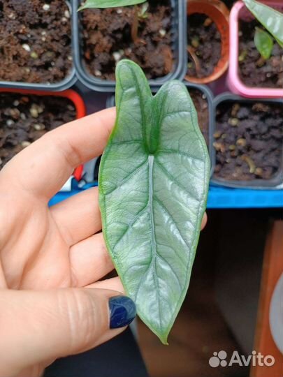 Алоказия Хетерофилла металлик