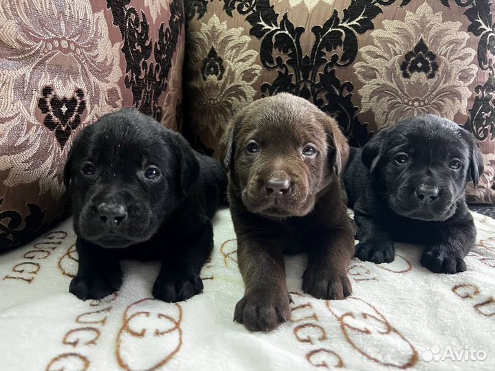 Щенки лабрадора