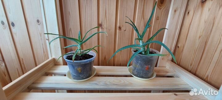 Алоэ столетник