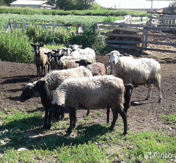 Продам овец
