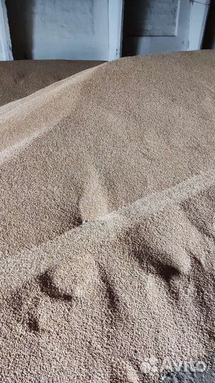 Пшеница твердая