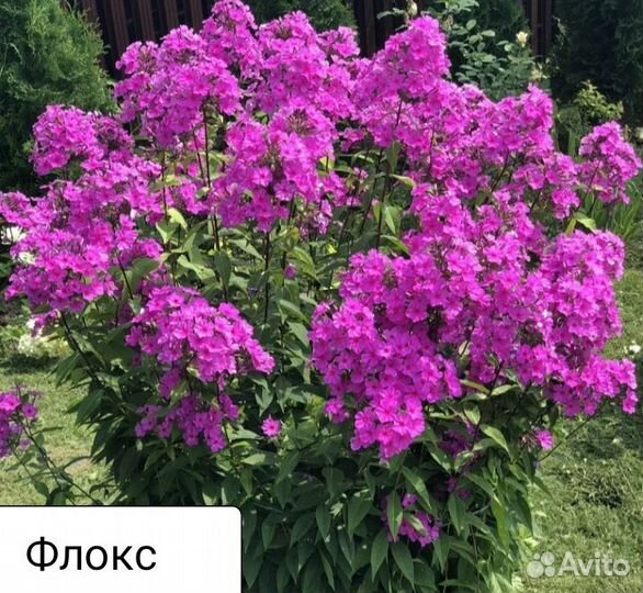 Цветы