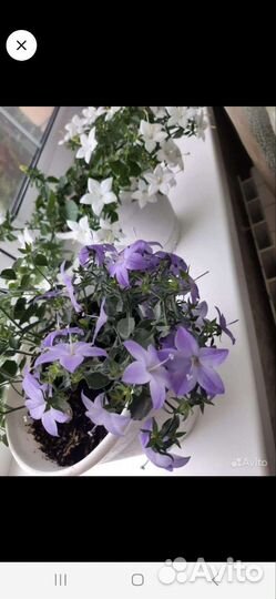 Цветы жених и невеста