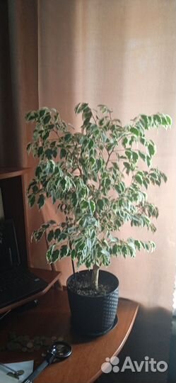 Фикус бенджамина