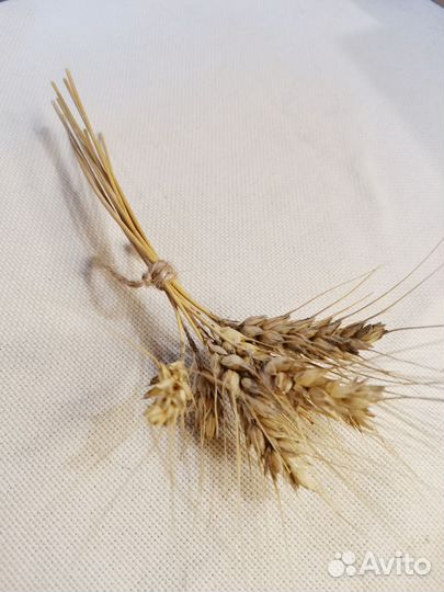 Набор природных материалов для поделок, творчества