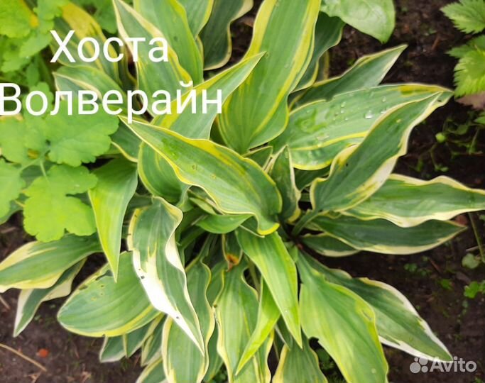 Хоста, Примула, Бадан, Купена, дицентра, Ирис