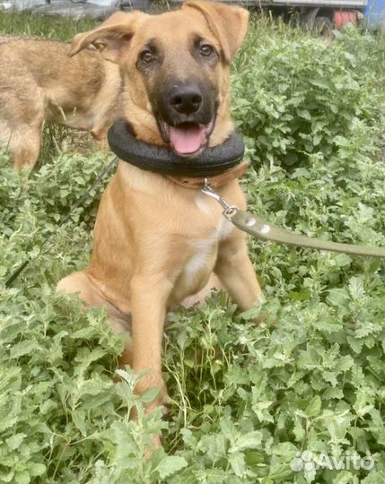 Щенок в добрые руки мальчик