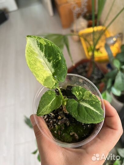 Сингониум scrambled eggs