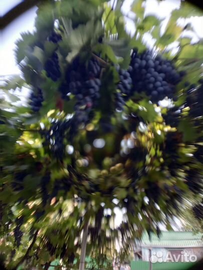 Виноград.Молдова на вино