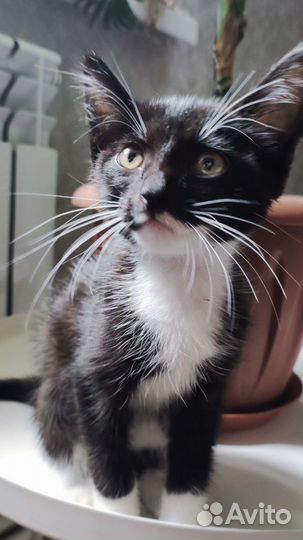 Ласковые котята в добрые руки