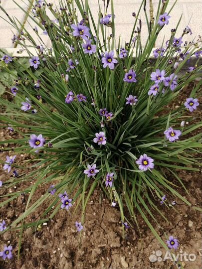 Многолетники садовые