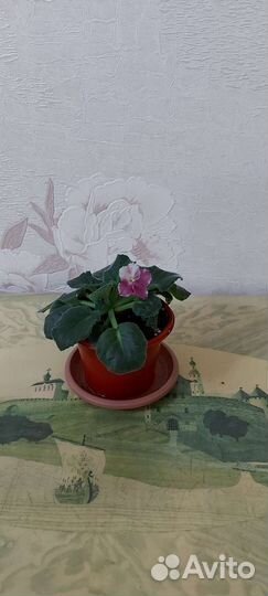 Хлорофитум кудрявый