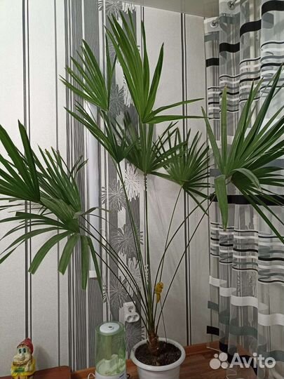 Пальма вашингтония