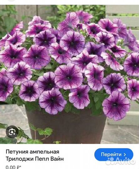 Петуния