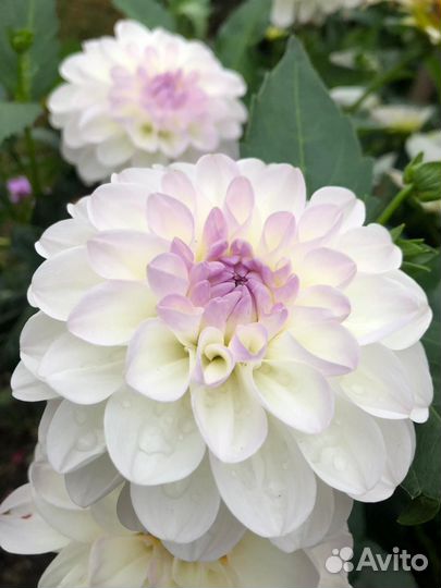 Корни георгин