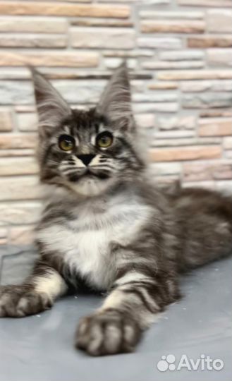 Котята мейн-кун