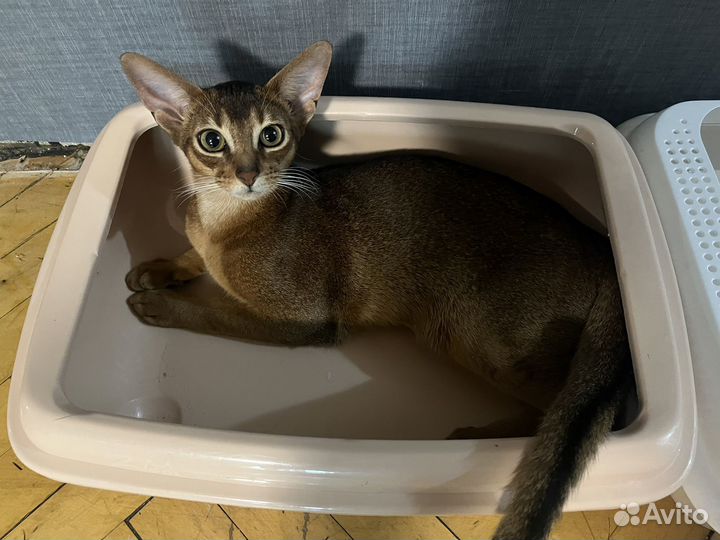 Кошачий лоток