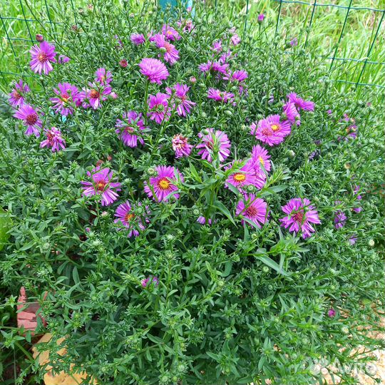 Астра многолетняя, доставка