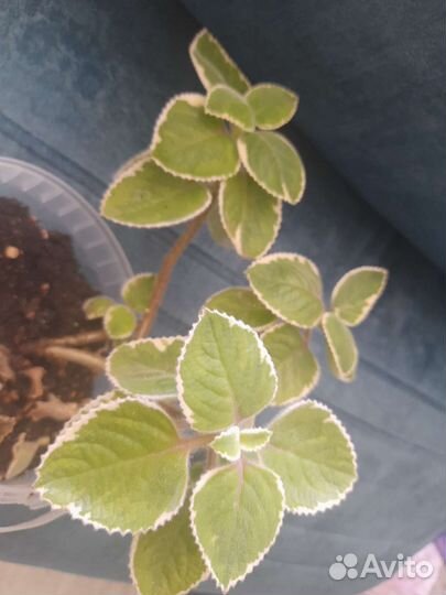 Комнатная мята вариегатная