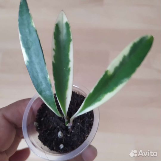 Хойи сортовые