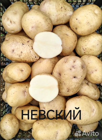 Семенной картофель