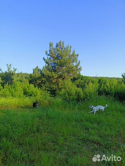 Выгул собак