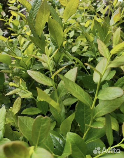 Голубика садовая саженцы