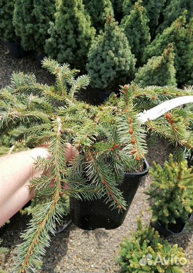 Ель procumbens(прокумбенс) c3