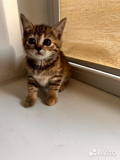 Кошка в дар бесплатно