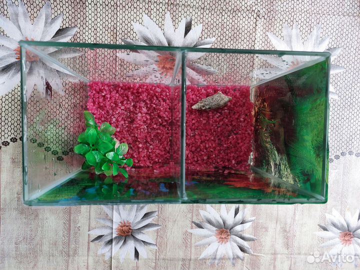 Аквариум для рыбки петушка(2 секции)