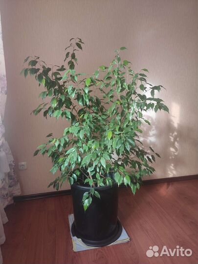 Комнатное растение Фикус бенжамина