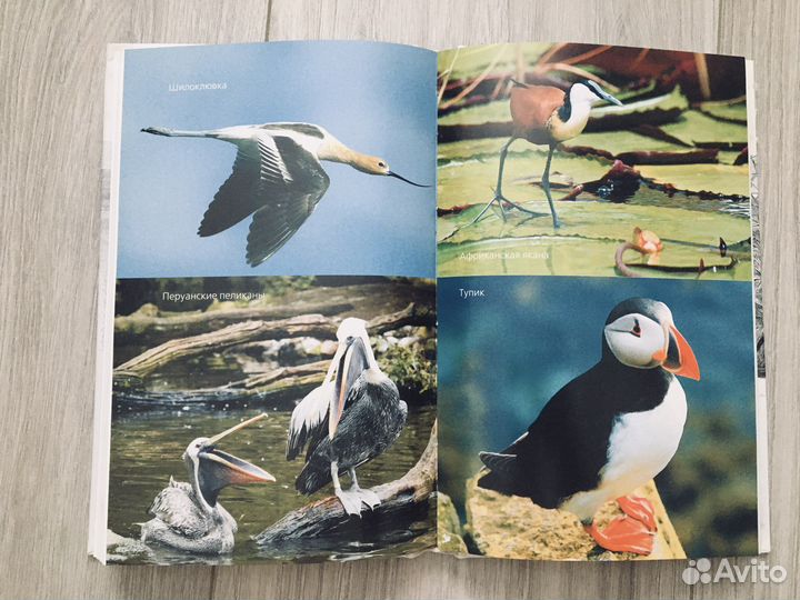 Энциклопедия Брем «Жизнь животных» (Птицы)