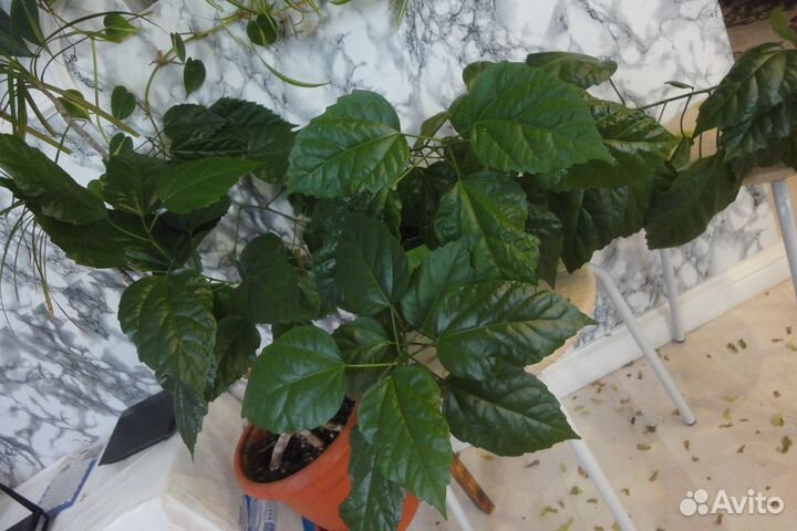 Хлорофитум оранж папоротник роза голден гейт шлюмб