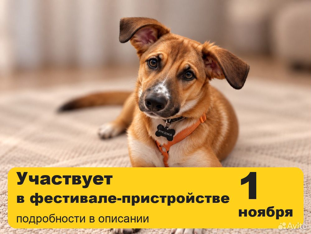 Щенок из приюта купить в Москве | Животные и зоотовары | Авито (8483083679)