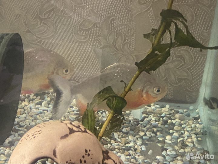 Пиранья паку