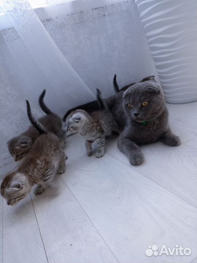 Шотландская