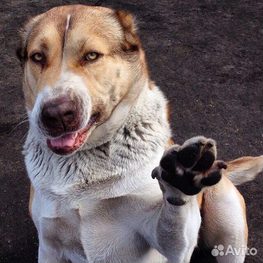 Отель для собаки (передержка)