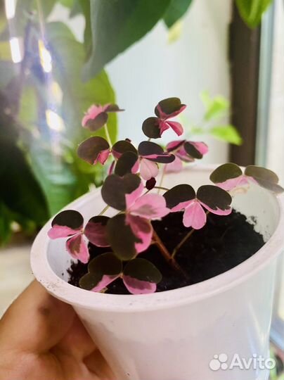 Кислица вулканическая oxalis Plum crazy